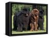 Domestic Dogs, Three Newfoundland Dogs Standing Together-Adriano Bacchella-Framed Stretched Canvas