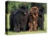 Domestic Dogs, Three Newfoundland Dogs Standing Together-Adriano Bacchella-Stretched Canvas