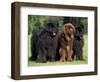 Domestic Dogs, Three Newfoundland Dogs Standing Together-Adriano Bacchella-Framed Premium Photographic Print