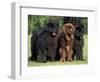 Domestic Dogs, Three Newfoundland Dogs Standing Together-Adriano Bacchella-Framed Premium Photographic Print