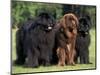 Domestic Dogs, Three Newfoundland Dogs Standing Together-Adriano Bacchella-Mounted Premium Photographic Print