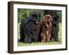 Domestic Dogs, Three Newfoundland Dogs Standing Together-Adriano Bacchella-Framed Photographic Print