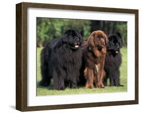 Domestic Dogs, Three Newfoundland Dogs Standing Together-Adriano Bacchella-Framed Photographic Print