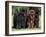 Domestic Dogs, Three Newfoundland Dogs Standing Together-Adriano Bacchella-Framed Photographic Print