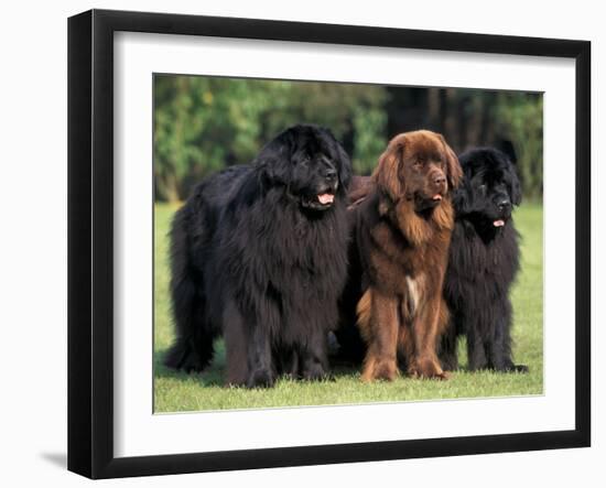 Domestic Dogs, Three Newfoundland Dogs Standing Together-Adriano Bacchella-Framed Photographic Print