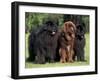 Domestic Dogs, Three Newfoundland Dogs Standing Together-Adriano Bacchella-Framed Photographic Print