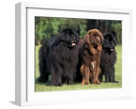 Domestic Dogs, Three Newfoundland Dogs Standing Together-Adriano Bacchella-Framed Photographic Print