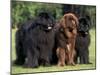 Domestic Dogs, Three Newfoundland Dogs Standing Together-Adriano Bacchella-Mounted Photographic Print