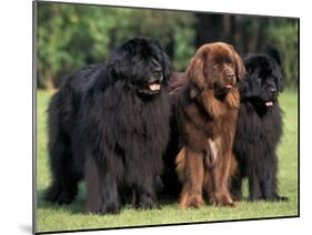 Domestic Dogs, Three Newfoundland Dogs Standing Together-Adriano Bacchella-Mounted Photographic Print