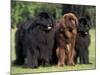 Domestic Dogs, Three Newfoundland Dogs Standing Together-Adriano Bacchella-Mounted Photographic Print