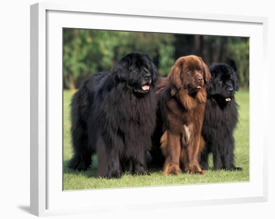 Domestic Dogs, Three Newfoundland Dogs Standing Together-Adriano Bacchella-Framed Photographic Print