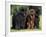 Domestic Dogs, Three Newfoundland Dogs Standing Together-Adriano Bacchella-Framed Photographic Print