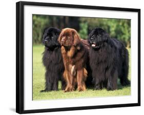 Domestic Dogs, Three Newfoundland Dogs Standing Together-Adriano Bacchella-Framed Photographic Print