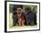 Domestic Dogs, Three Newfoundland Dogs Standing Together-Adriano Bacchella-Framed Photographic Print