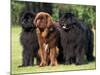 Domestic Dogs, Three Newfoundland Dogs Standing Together-Adriano Bacchella-Mounted Photographic Print