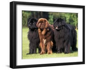 Domestic Dogs, Three Newfoundland Dogs Standing Together-Adriano Bacchella-Framed Photographic Print