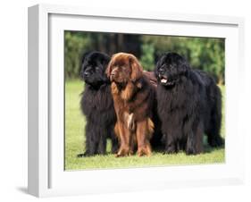 Domestic Dogs, Three Newfoundland Dogs Standing Together-Adriano Bacchella-Framed Photographic Print