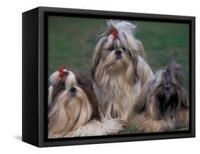 Domestic Dogs, Three Shih Tzus Sitting or Lying on Grass with Their Hair Tied Up-Adriano Bacchella-Framed Stretched Canvas