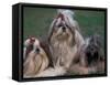 Domestic Dogs, Three Shih Tzus Sitting or Lying on Grass with Their Hair Tied Up-Adriano Bacchella-Framed Stretched Canvas