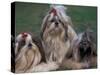 Domestic Dogs, Three Shih Tzus Sitting or Lying on Grass with Their Hair Tied Up-Adriano Bacchella-Stretched Canvas