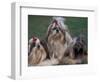 Domestic Dogs, Three Shih Tzus Sitting or Lying on Grass with Their Hair Tied Up-Adriano Bacchella-Framed Premium Photographic Print