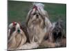 Domestic Dogs, Three Shih Tzus Sitting or Lying on Grass with Their Hair Tied Up-Adriano Bacchella-Mounted Photographic Print