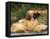 Domestic Dogs, Two Afghan Hounds Lying Side by Side-Adriano Bacchella-Framed Stretched Canvas
