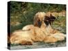 Domestic Dogs, Two Afghan Hounds Lying Side by Side-Adriano Bacchella-Stretched Canvas