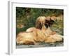 Domestic Dogs, Two Afghan Hounds Lying Side by Side-Adriano Bacchella-Framed Photographic Print