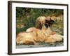 Domestic Dogs, Two Afghan Hounds Lying Side by Side-Adriano Bacchella-Framed Photographic Print