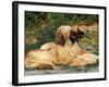 Domestic Dogs, Two Afghan Hounds Lying Side by Side-Adriano Bacchella-Framed Photographic Print