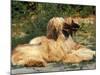 Domestic Dogs, Two Afghan Hounds Lying Side by Side-Adriano Bacchella-Mounted Photographic Print