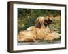 Domestic Dogs, Two Afghan Hounds Lying Side by Side-Adriano Bacchella-Framed Photographic Print