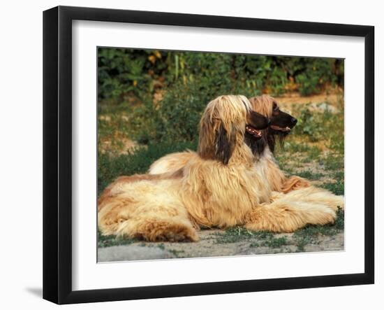 Domestic Dogs, Two Afghan Hounds Lying Side by Side-Adriano Bacchella-Framed Photographic Print