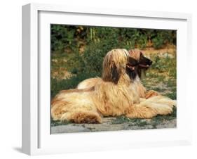 Domestic Dogs, Two Afghan Hounds Lying Side by Side-Adriano Bacchella-Framed Photographic Print