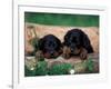 Domestic Dogs, Two Gordon Setter Puppies Resting on Log-Adriano Bacchella-Framed Photographic Print