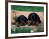 Domestic Dogs, Two Gordon Setter Puppies Resting on Log-Adriano Bacchella-Framed Photographic Print