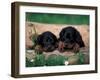 Domestic Dogs, Two Gordon Setter Puppies Resting on Log-Adriano Bacchella-Framed Photographic Print