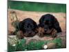 Domestic Dogs, Two Gordon Setter Puppies Resting on Log-Adriano Bacchella-Mounted Photographic Print