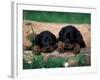 Domestic Dogs, Two Gordon Setter Puppies Resting on Log-Adriano Bacchella-Framed Photographic Print