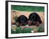 Domestic Dogs, Two Gordon Setter Puppies Resting on Log-Adriano Bacchella-Framed Photographic Print