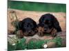 Domestic Dogs, Two Gordon Setter Puppies Resting on Log-Adriano Bacchella-Mounted Photographic Print