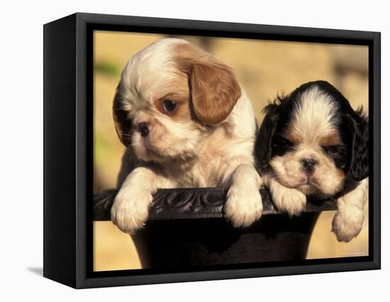 Domestic Dogs, Two King Charles Cavalier Spaniel Puppies in Pot-Adriano Bacchella-Framed Stretched Canvas