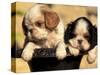 Domestic Dogs, Two King Charles Cavalier Spaniel Puppies in Pot-Adriano Bacchella-Stretched Canvas