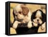 Domestic Dogs, Two King Charles Cavalier Spaniel Puppies in Pot-Adriano Bacchella-Framed Stretched Canvas