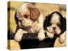 Domestic Dogs, Two King Charles Cavalier Spaniel Puppies in Pot-Adriano Bacchella-Stretched Canvas