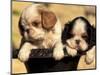 Domestic Dogs, Two King Charles Cavalier Spaniel Puppies in Pot-Adriano Bacchella-Mounted Premium Photographic Print