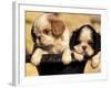 Domestic Dogs, Two King Charles Cavalier Spaniel Puppies in Pot-Adriano Bacchella-Framed Photographic Print