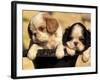 Domestic Dogs, Two King Charles Cavalier Spaniel Puppies in Pot-Adriano Bacchella-Framed Photographic Print