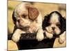 Domestic Dogs, Two King Charles Cavalier Spaniel Puppies in Pot-Adriano Bacchella-Mounted Photographic Print